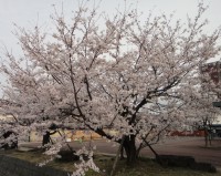 桜・昼