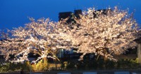 桜・夜