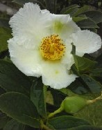 肥前通仙亭に咲いた「沙羅双樹」