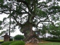 川古の大楠
